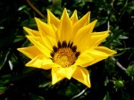Yellow Flower –&nbsp;Julie