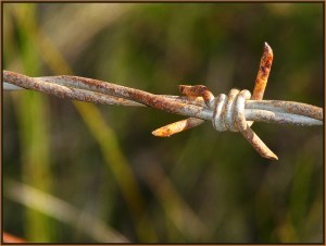 Barbed Wire - James Allan