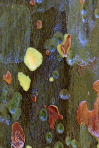 Fresh Bark - Jim Trice (set EC)