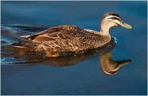 John Vidgeon - Duck Reflection