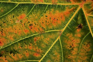 Autumn colours - Yvonne Sears