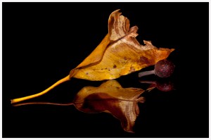 Eric Budworth - Fig Reflections