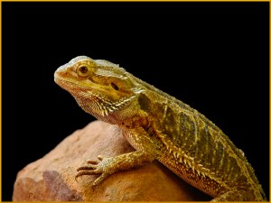 Bearded Dragon - Helen Whitford
