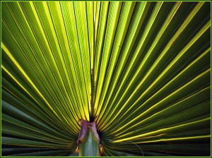 Corrugated Fan - Adrian Hill