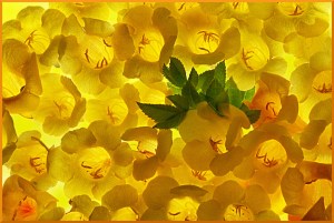 Tacoma light - Helen Whitford (set)