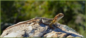 Helen whitford - Sloughing