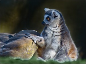 Lemur - John Vidgeon