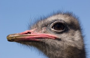 Got a Comb - Gary Secombe (Open)