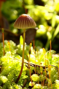 Fruiting Bodies - Jim Trice (open EC)