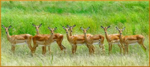 What's Up - Helen Whitford