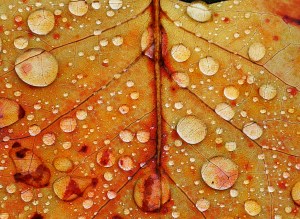 Rain Droplets 1- James Allan