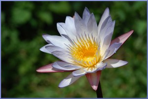 Pure Lily - Helen Whitford