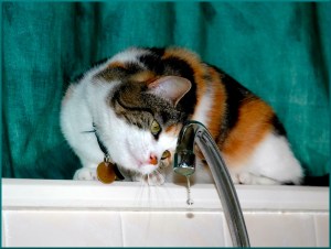 Fascinated - Helen Whitford