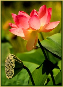 Ursula Prucha - Lotus flower and seed pod