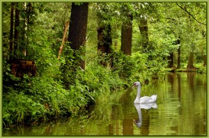 Spreewald tranquility #1 - Theo Prucha (open)
