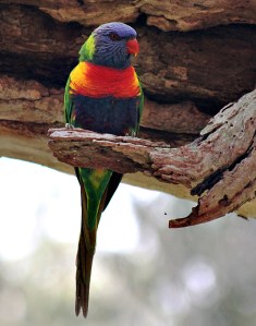 A splash of colour - Yvonne Sears