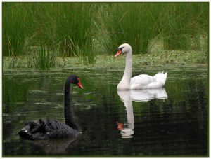 Swan lake - Theo Prucha (open)