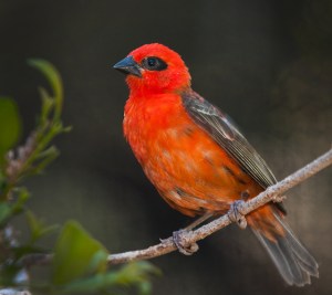 Its a Bird - Gary Secome (open)