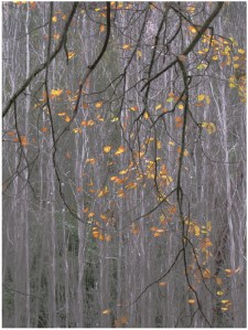 Last day - Heather Connolly (open)