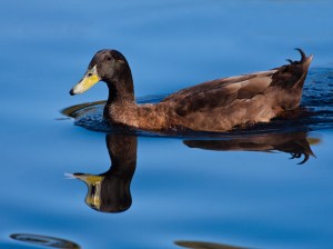 Not Quite Mirrored - Gary Secombe -(open)