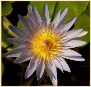 African waterlily - Ursula Prucha - (open)