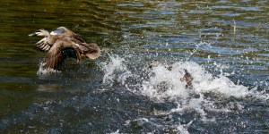 Jo Tabe - Conceding Defeat