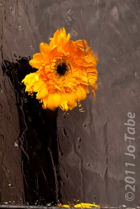 Blooming - Jo Tabe (set)