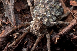 Mum's taxi - Matt Carr