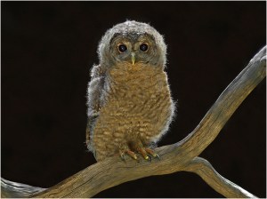 Young Owl - John Vidgeon