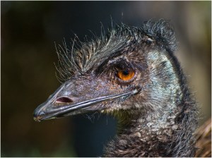 Bad Hair Day - John Vidgeon