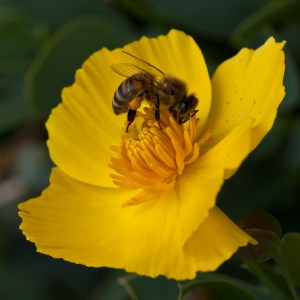 Bee on Yellow - Chris Schultz