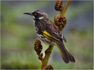 New Holland Honeyeater - John Vidgeon