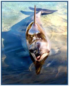 Silver Dolphin - Ursula (Set)