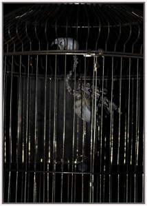 Who Forgot To Feed The Bird - Theo