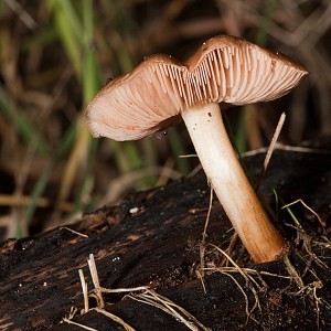 Thriving - Gary Secombe (Open)