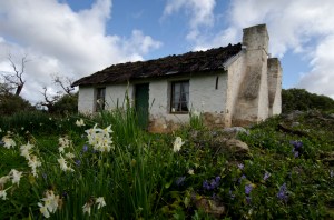 Mikkira Cottage - Jo Tabe (Open)