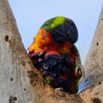 b01_Jo Tabe_Preening_Open