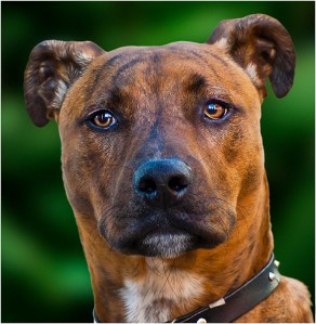 John Vidgeon - Harry (Open)