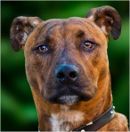 John Vidgeon – Harry&nbsp;(Open)