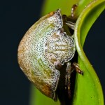 Chris Schultz – Leaf beetle&nbsp;(open)