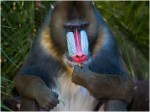 b06_John Vidgeon_Mandrill_Open