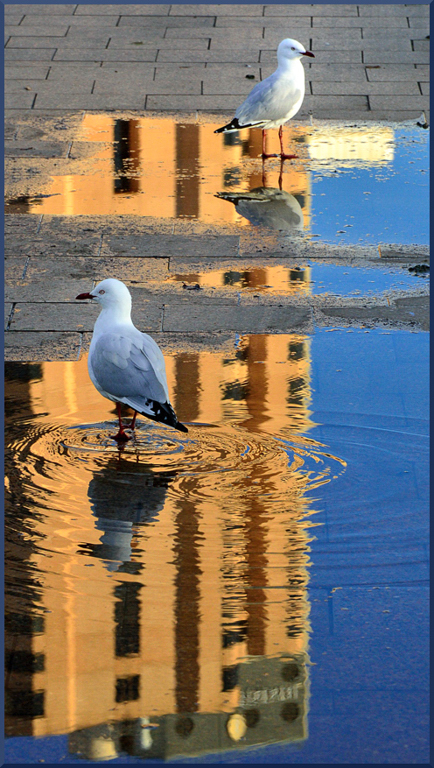 Helen Whitford - City Gulls (EC)