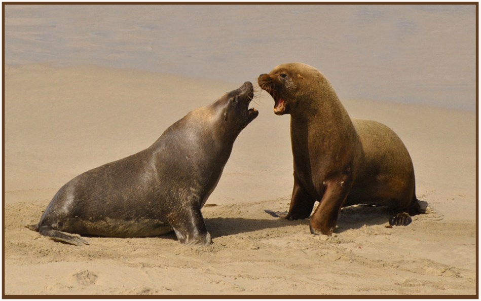 Ursula Prucha - sniffing out (Open)