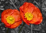 b10_Chris Schultz_Two poppies_open