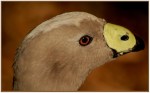 Ursula Prucha- Cape barren goose&nbsp;(open)