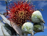 b17_Adrian Hill_Eucalypt Flower & Gum&nbsp;Nuts_Open