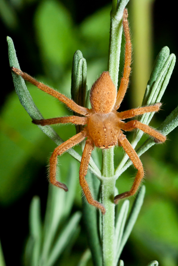 Chris Schultz - Huntsman Spider on lavender (Projected images - Open)