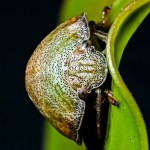 Leaf beetle –&nbsp;stack