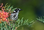 Helen Whitford_Honeyeater