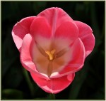 Theo Prucha_delicate beauty